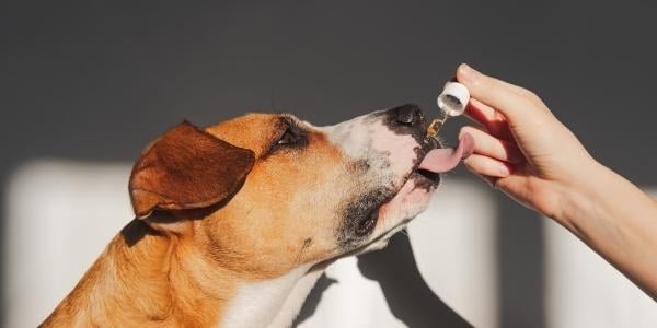 Fish oil safe for 2024 dogs